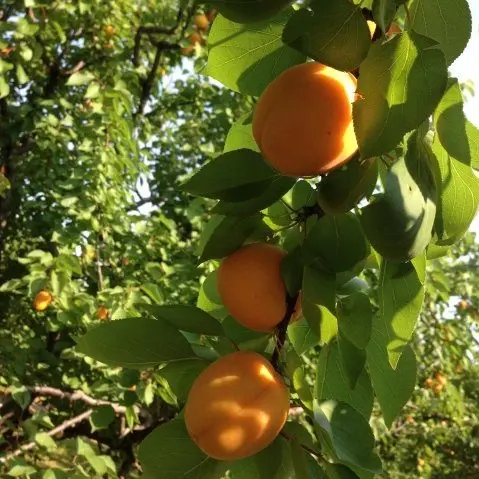 Apricots