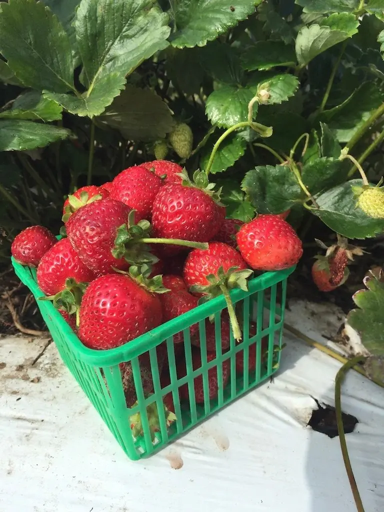 strawberries