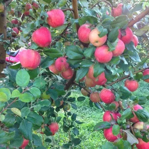 apple