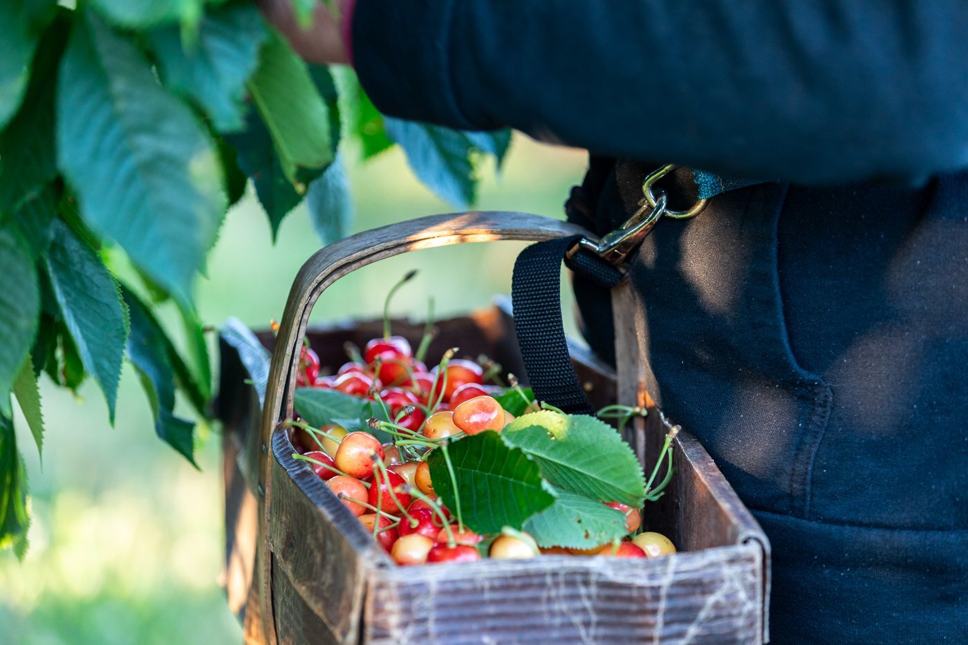 cherry_basket