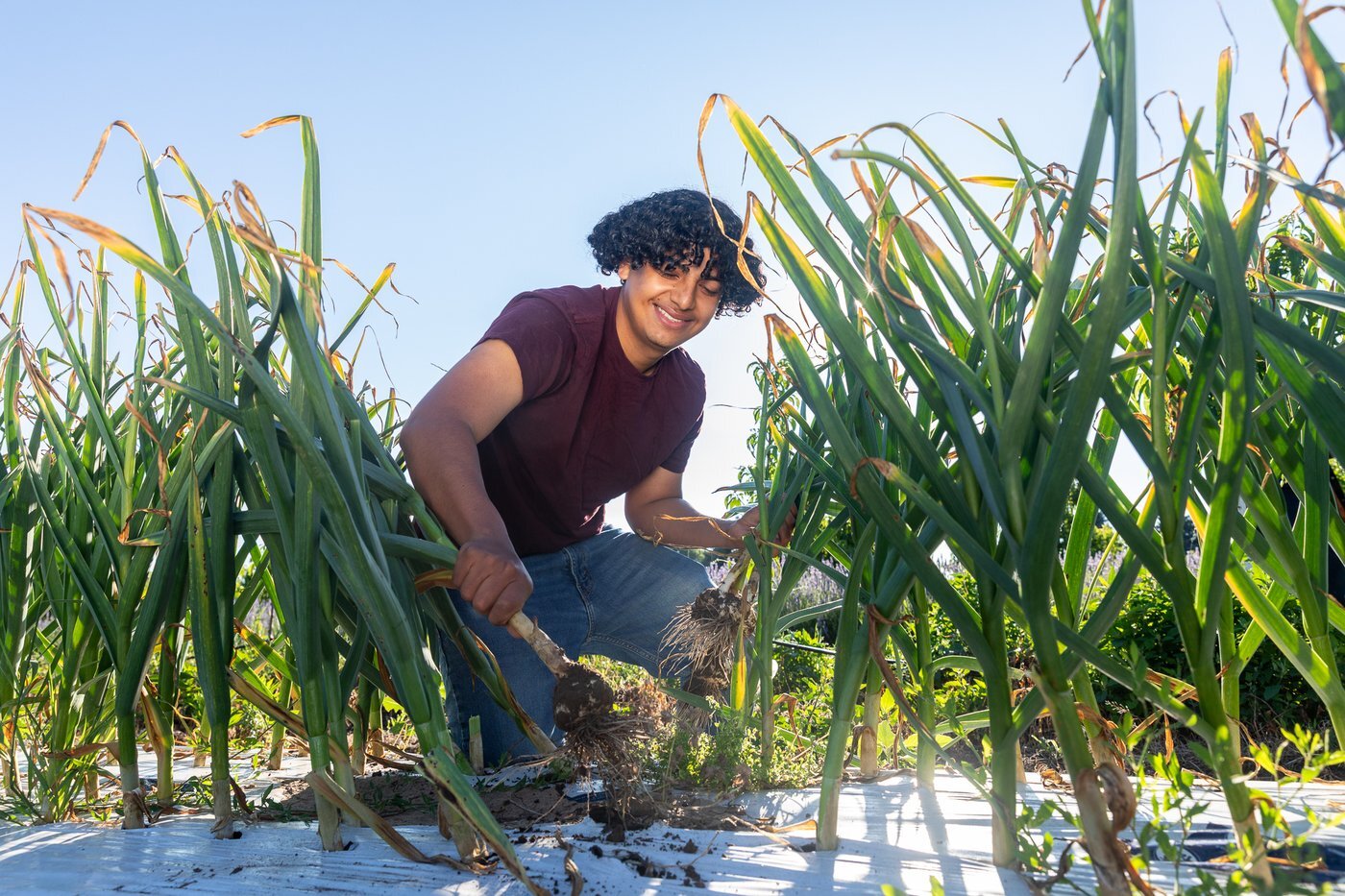 garlic_boy