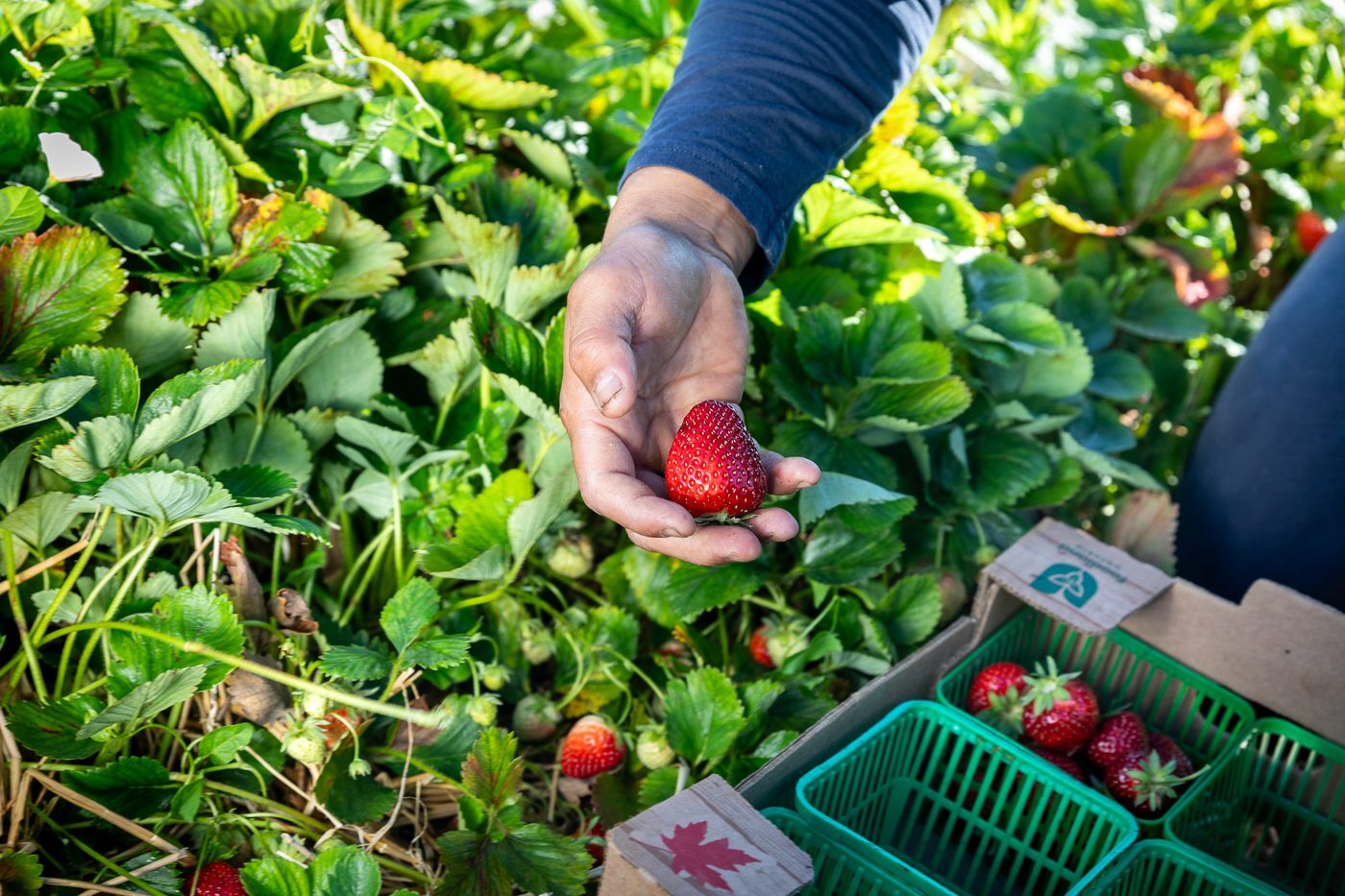 strawberry_hand